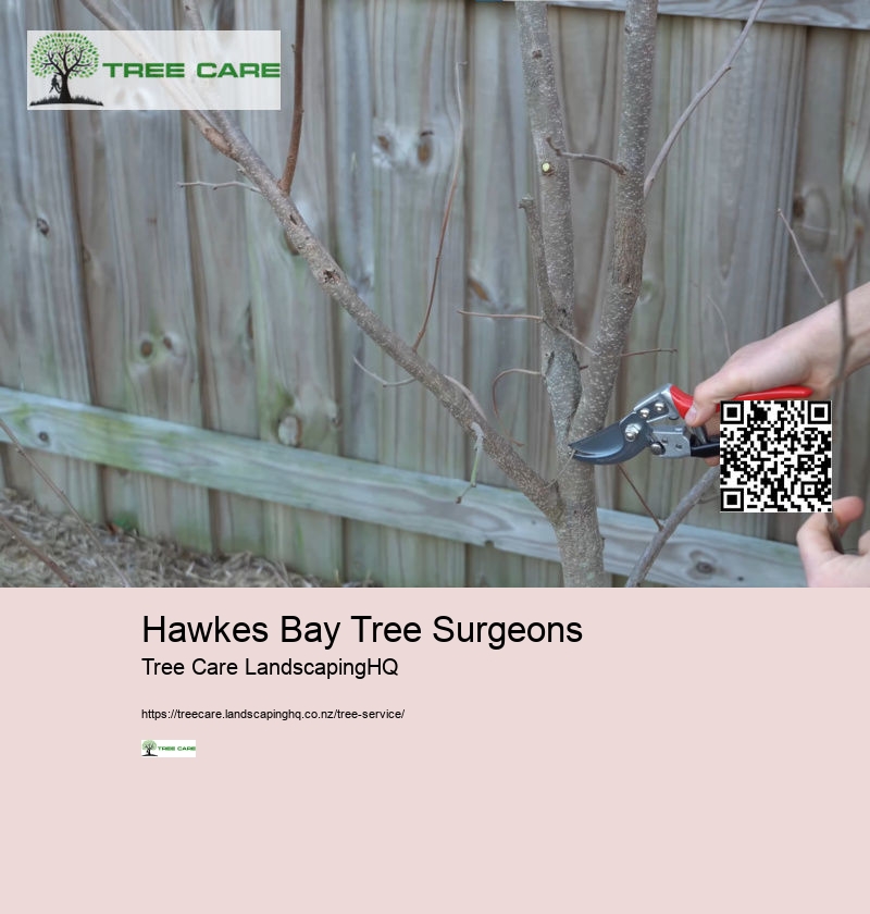 Tree Doctor Auckland