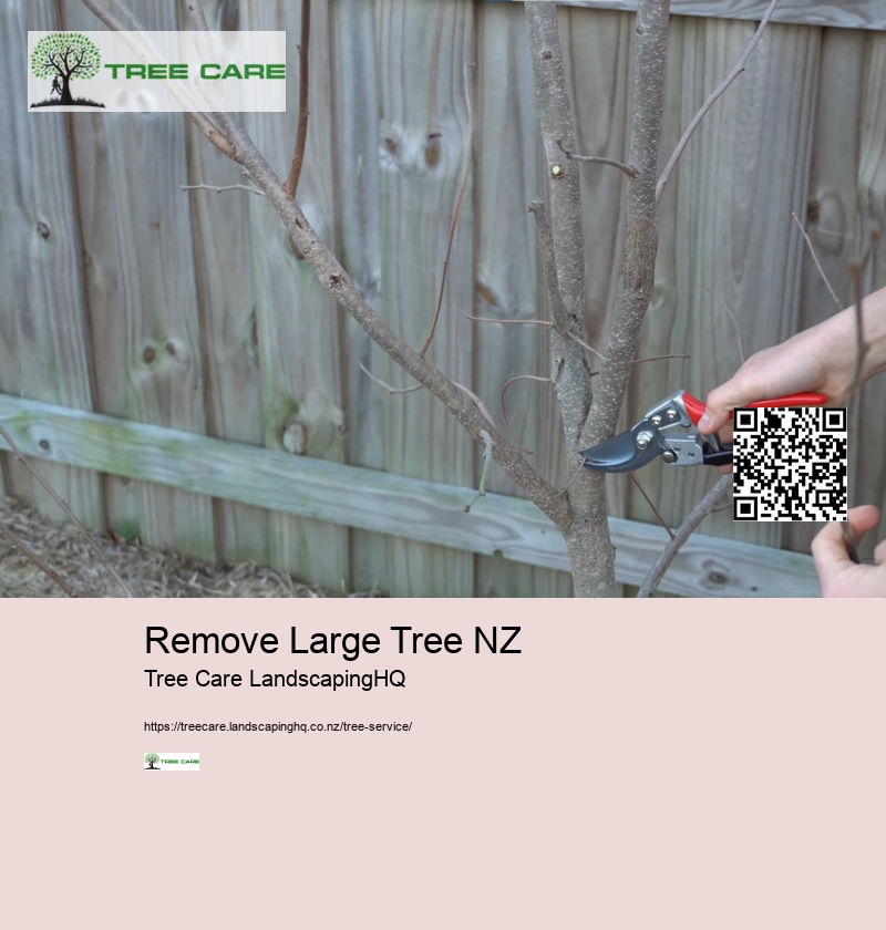 Tree Arborist Tauranga